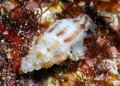 Pseudodaphnella tincta