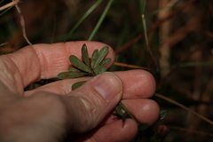 Pultenaea myrtoides