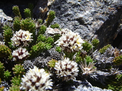 Nassauvia pygmaea