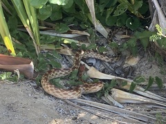 Pituophis vertebralis
