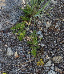Cymopterus terebinthinus californicus