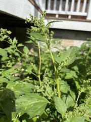 Chenopodiastrum murale