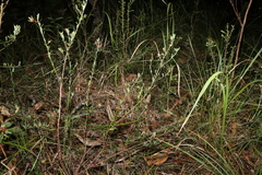 Pultenaea myrtoides