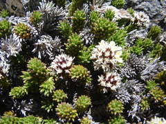 Nassauvia pygmaea