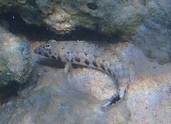 Parapercis millepunctata