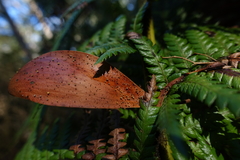 Hymenotorrendiella eucalypti image