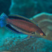 Dotted Wrasse - Photo (c) Mark Rosenstein, some rights reserved (CC BY-NC)