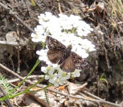 Erynnis pacuvius