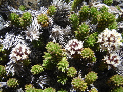 Nassauvia pygmaea