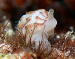 Pseudodaphnella tincta