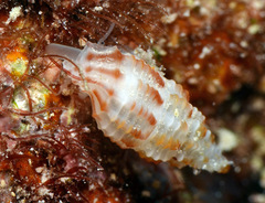 Pseudodaphnella tincta