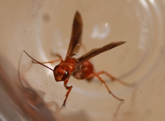 Tachypompilus unicolor