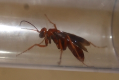 Tachypompilus unicolor