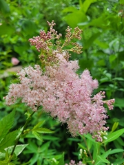 Filipendula rubra