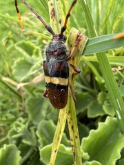 Deretrachys juvencus