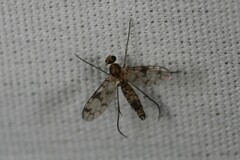 Proceroplatus elegans