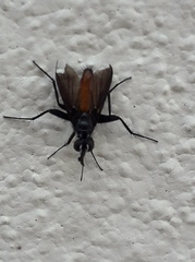 Beskia