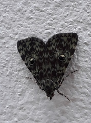 Glenopteris hampsoni