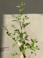 Chenopodiastrum murale