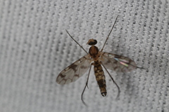 Proceroplatus elegans