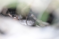 Vipera ammodytes