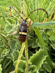 Deretrachys juvencus