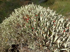 Cladonia sulphurina