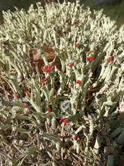 Cladonia sulphurina