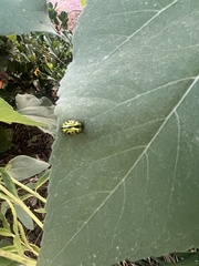 Calligrapha serpentina