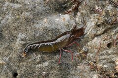 Betaeus longidactylus