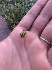 Calligrapha serpentina