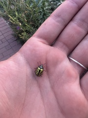 Calligrapha serpentina