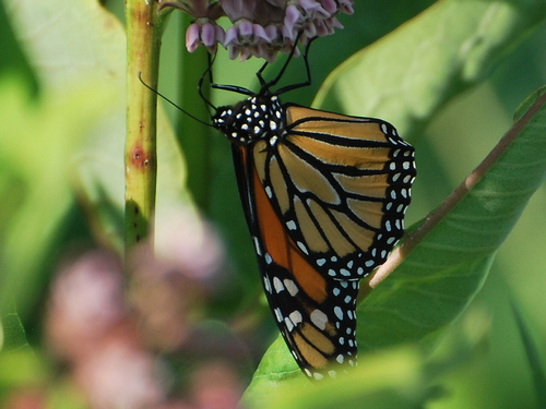 Monarch photographed in New Hampshire
