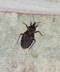 Triatoma sanguisuga