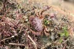 Paraxanthias taylori