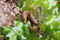Paraxanthias taylori