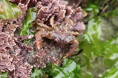 Paraxanthias taylori