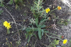 Othonna bulbosa