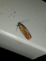 Depressaria daucella