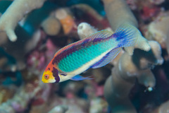 Aquamarine Wrasse photo 1