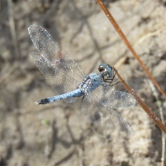 Little Blue Dragonlet