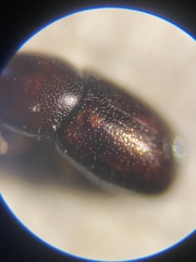 Cis castaneus