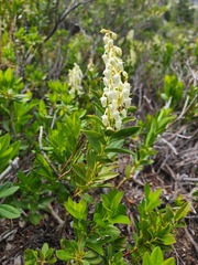 Leucothoe davisiae