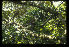 Cercopithecus ascanius