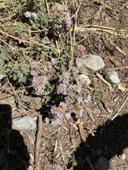 Phacelia hydrophylloides