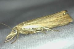 Chrysoteuchia culmella