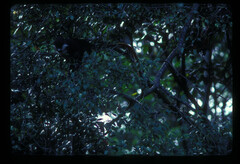 Cercopithecus ascanius