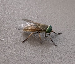 Tabanus nigrovittatus