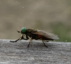 Tabanus nigrovittatus