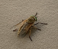 Tabanus nigrovittatus